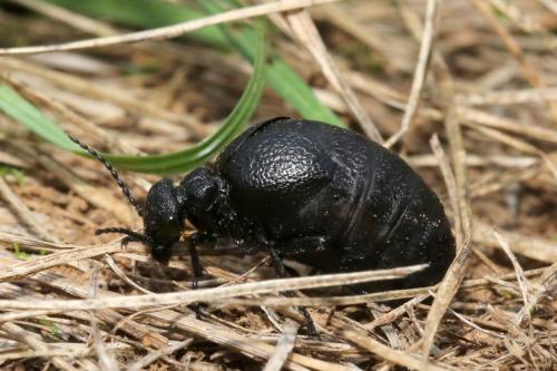 Meloe rugosus